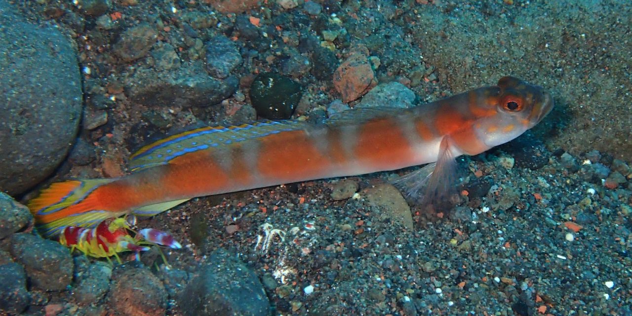 Liberty wreck Tulanben