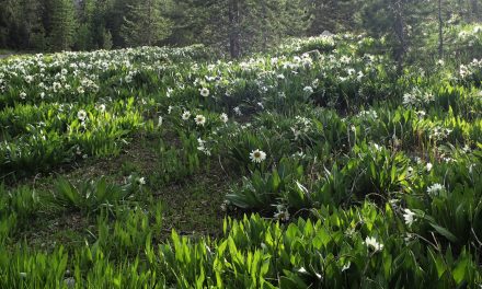 Prairie Creek Trail