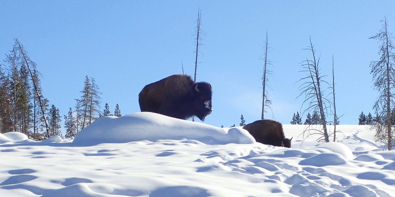 Day 2 – South Rim snowshoe