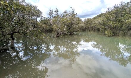 Walk from Waitangi Treaty Grounds towards Haruru