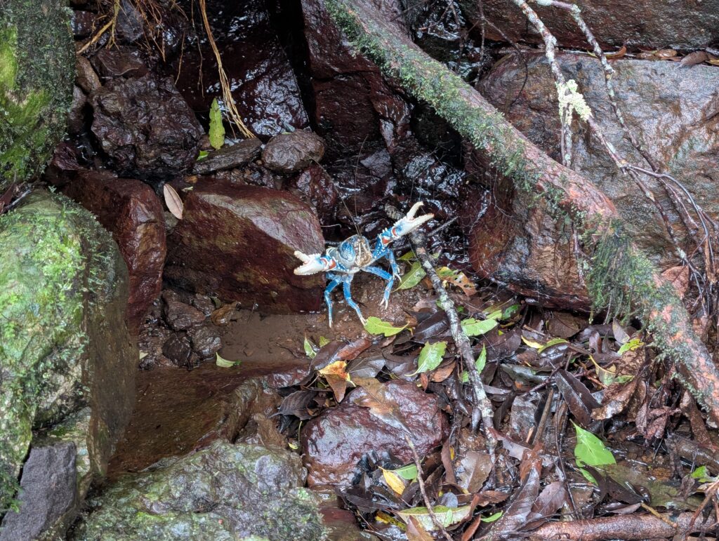 I crab