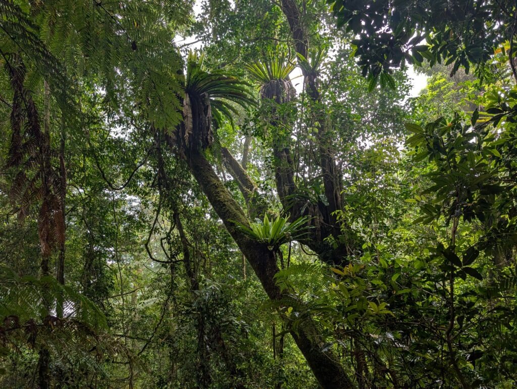 canopy