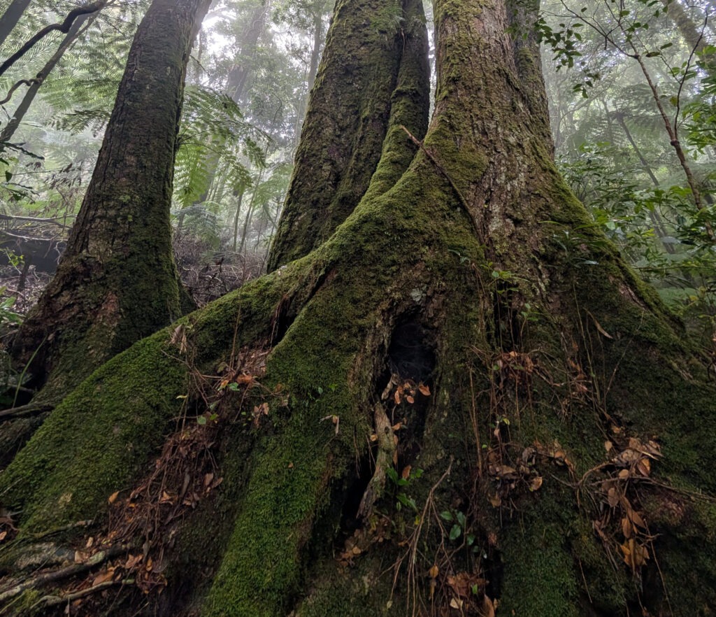 forest scene