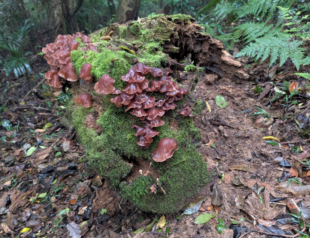 fungi